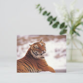 Tiger Postkarte (Stehend Vorderseite)