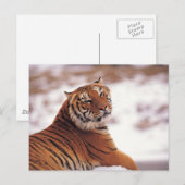 Tiger Postkarte (Vorne/Hinten)