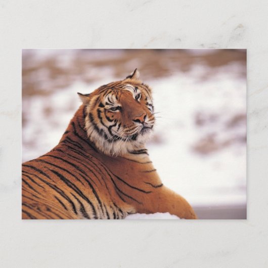 Tiger Postkarte (Vorderseite)