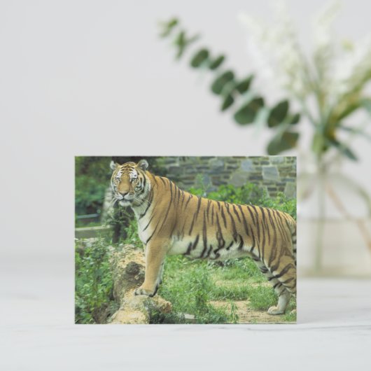Tiger Postkarte (Stehend Vorderseite)