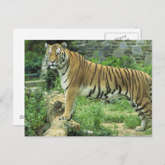 Tiger Postkarte (Vorne/Hinten)