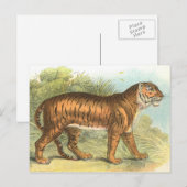 Tiger Postkarte (Vorne/Hinten)