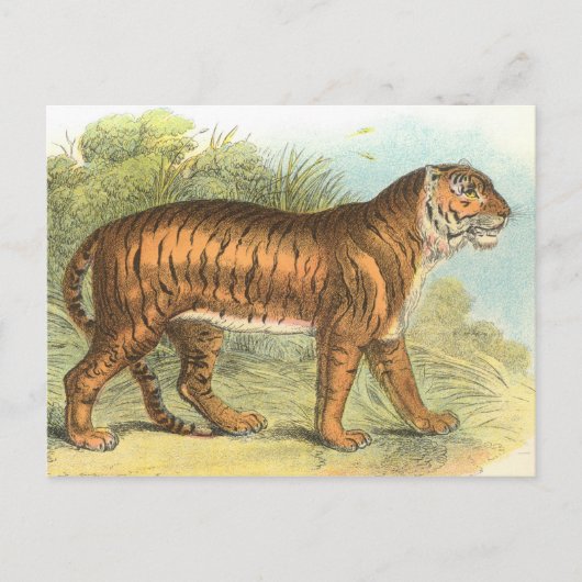 Tiger Postkarte (Vorderseite)