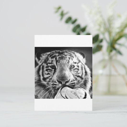 Tiger Postkarte (Stehend Vorderseite)