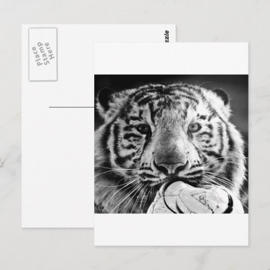 Tiger Postkarte (Vorne/Hinten)