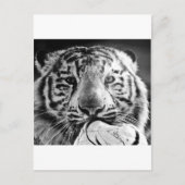 Tiger Postkarte (Vorderseite)