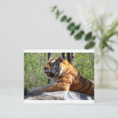 Tiger Postkarte (Stehend Vorderseite)