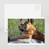 Tiger Postkarte (Vorne/Hinten)