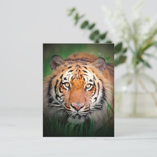 Tiger Postkarte (Stehend Vorderseite)