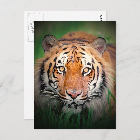 Tiger Postkarte (Vorne/Hinten)