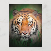 Tiger Postkarte (Vorderseite)