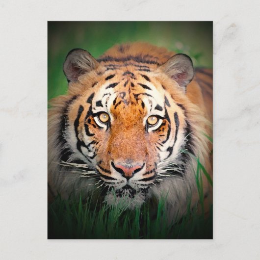 Tiger Postkarte (Vorderseite)
