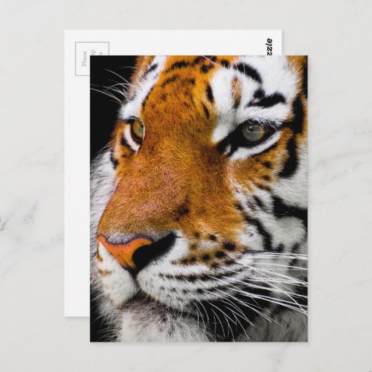Tiger Postkarte (Vorne/Hinten)