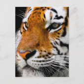 Tiger Postkarte (Vorderseite)