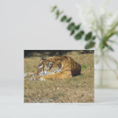 Tiger Postkarte (Stehend Vorderseite)