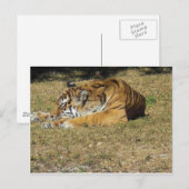 Tiger Postkarte (Vorne/Hinten)
