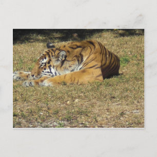 Tiger Postkarte