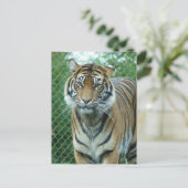 Tiger Postkarte (Stehend Vorderseite)