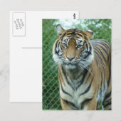 Tiger Postkarte (Vorne/Hinten)