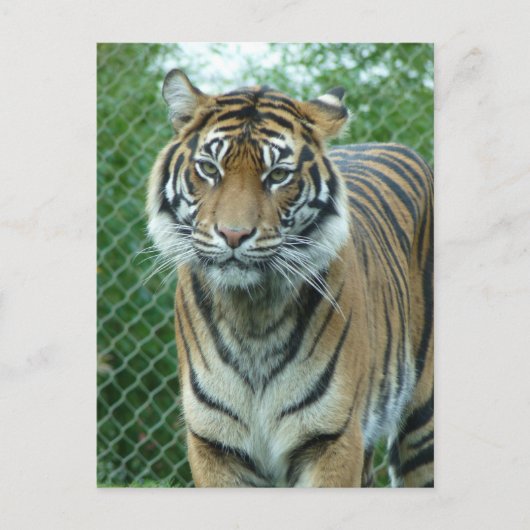 Tiger Postkarte (Vorderseite)