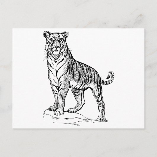Tiger Postkarte (Vorderseite)
