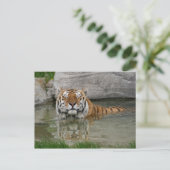 Tiger-Postkarte Postkarte (Stehend Vorderseite)
