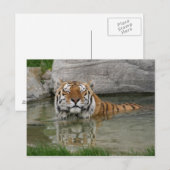Tiger-Postkarte Postkarte (Vorne/Hinten)
