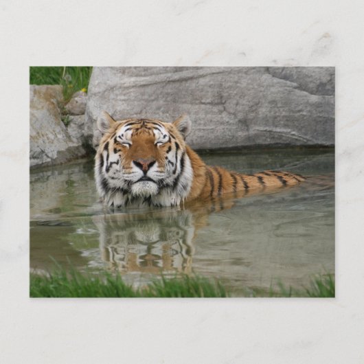 Tiger-Postkarte Postkarte (Vorderseite)