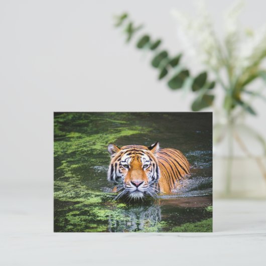 Tiger-Postkarte Postkarte (Stehend Vorderseite)