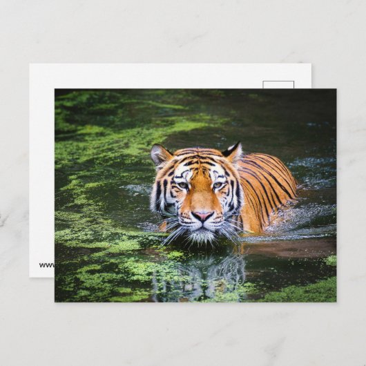 Tiger-Postkarte Postkarte (Vorne/Hinten)