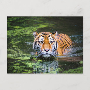 Tiger-Postkarte Postkarte