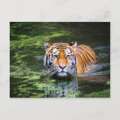 Tiger-Postkarte Postkarte (Vorderseite)