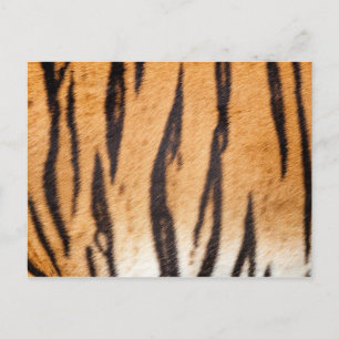 Tiger Print Postcard Postkarte