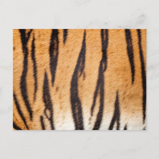 Tiger Print Postcard Postkarte (Vorderseite)