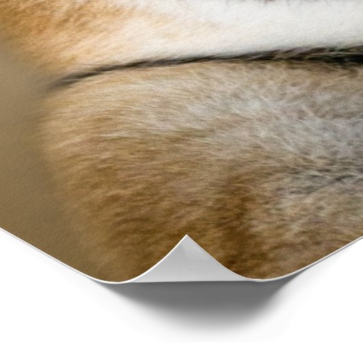 Tiger-Profil Poster (Ecke)