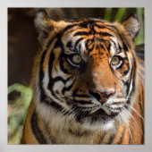 Tiger-Profil Poster (Vorne)