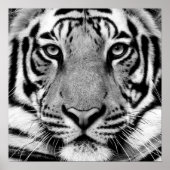Tiger Profile Poster (Vorne)