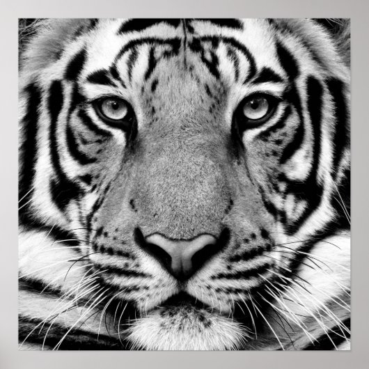 Tiger Profile Poster (Vorne)