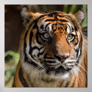Tiger Profile Poster
