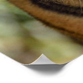 Tiger Profile Poster (Ecke)