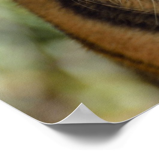Tiger Profile Poster (Ecke)