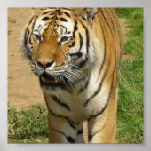 Tiger Prowl Poster (Vorne)