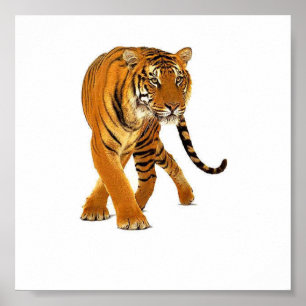 Tiger Prowl Poster