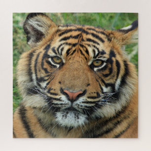 Tiger Puzzle