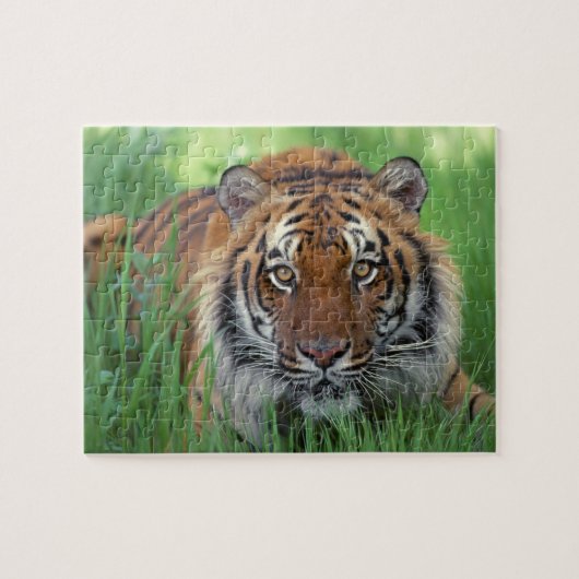 Tiger Puzzle (Horizontal)
