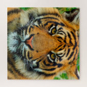 Tiger Puzzle (Horizontal)