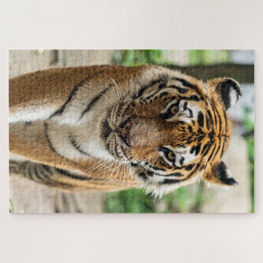 Tiger Puzzle (Horizontal)