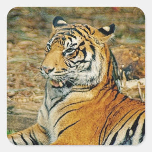 Tiger Quadratischer Aufkleber