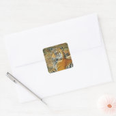 Tiger Quadratischer Aufkleber (Umschlag)