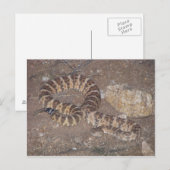 Tiger Rattlesnake Postkarte (Vorne/Hinten)